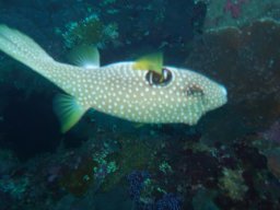 Pufferfish