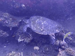 Turtle