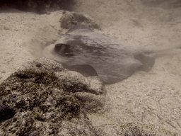 Sting Ray