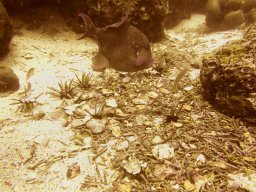 Parrotfish