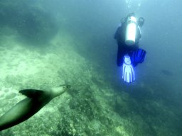 Sea Lion