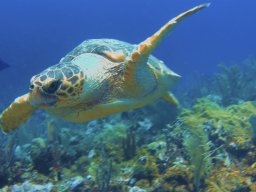 tortuga